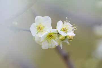 初春梅園梅花盛開
