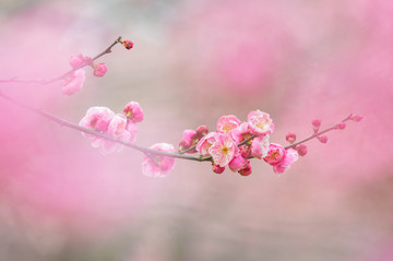 初春梅園梅花盛開