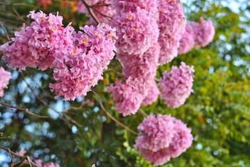 粉花風(fēng)鈴木