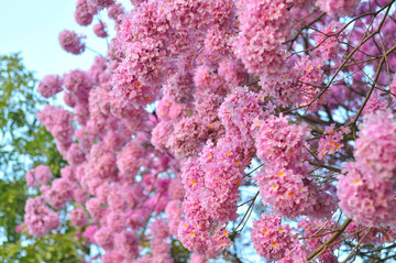 粉花風(fēng)鈴木