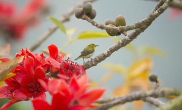 花鳥圖
