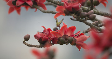 花鳥(niǎo)圖
