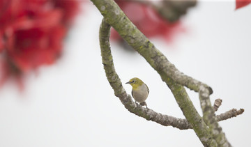 暗綠繡眼鳥(niǎo)