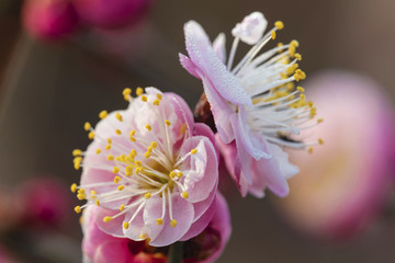 梅花