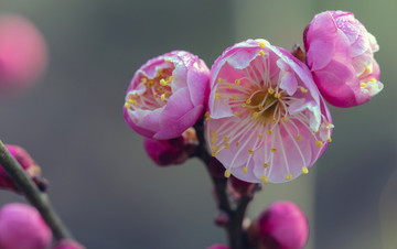 梅花
