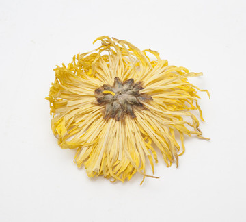 金絲皇菊