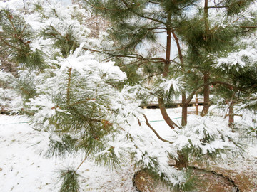 雪景