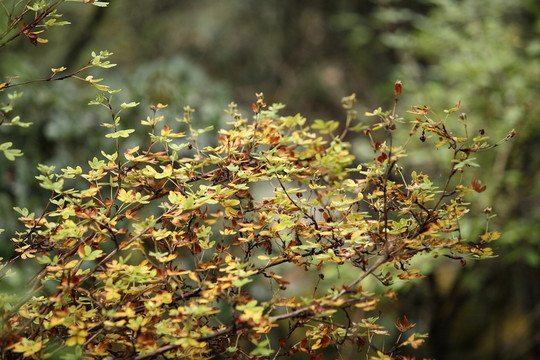 普達(dá)措國家公園印象
