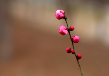 朱砂梅