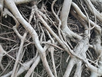 老樹盤根