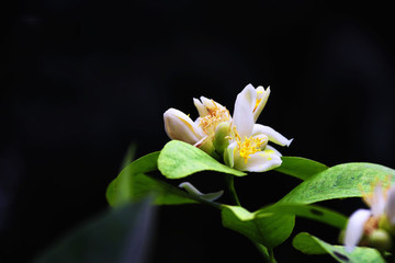橙花特寫