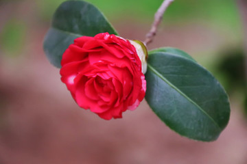 茶花