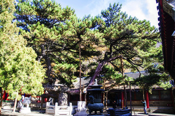 千山香巖寺建筑與蟠龍松