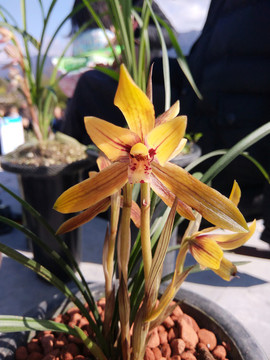 金色蘭花