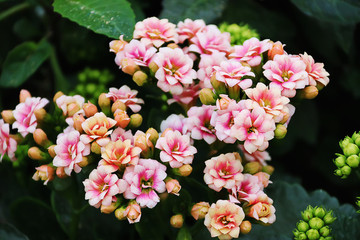 圣誕伽藍(lán)菜