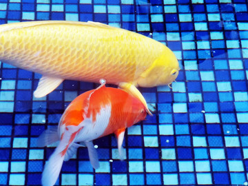 魚