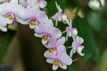 巴黎蘭花展鮮花