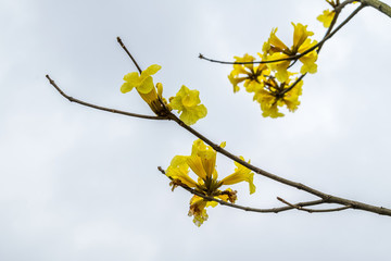 黃花風(fēng)鈴木