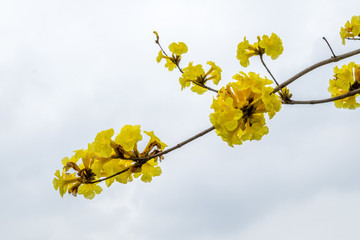 黃花風(fēng)鈴木