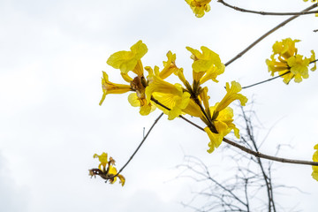 黃花風(fēng)鈴木