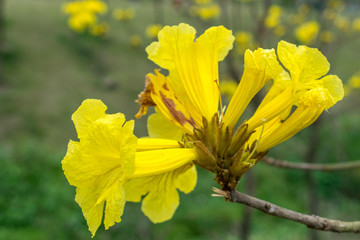黃花風(fēng)鈴