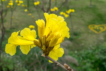 黃花風(fēng)鈴