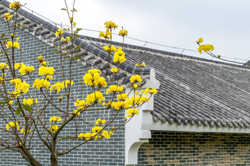 黃花風(fēng)鈴木