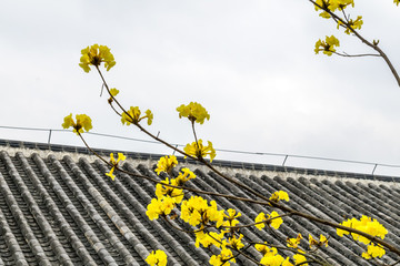 黃花風(fēng)鈴木