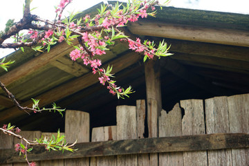 桃花