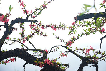 桃花