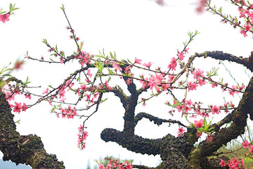 桃花盛開(kāi)