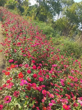 花海