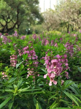 蘭花屬花卉