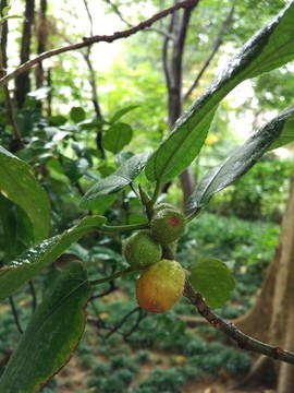 五指毛桃果實(shí)