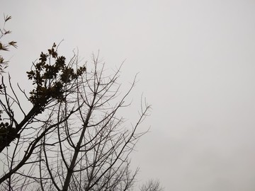 樹(shù)與天空