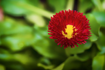 雛菊