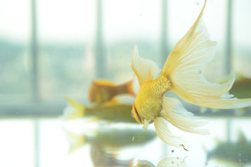 金魚
