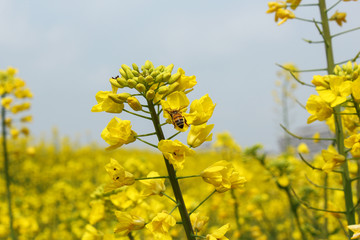 油菜花