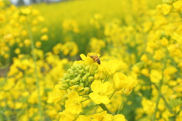 油菜花