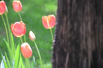 郁金香