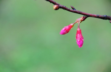 雨中的櫻花