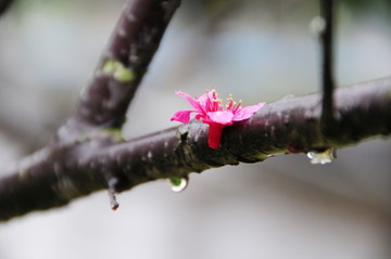 雨中的櫻花