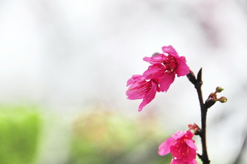 雨中的櫻花