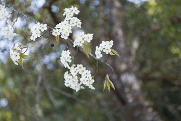 櫻桃花