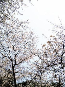 武漢大學(xué)櫻花