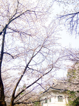 武漢大學(xué)櫻花