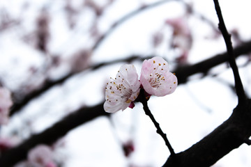 櫻花