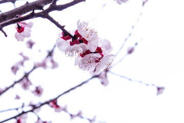 櫻花櫻花