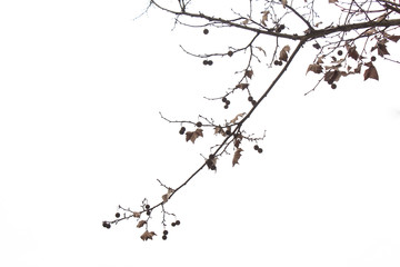 枯樹枝