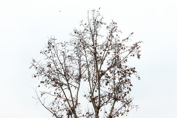 枯樹(shù)枝